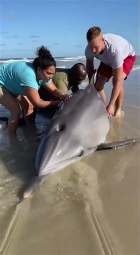 Sea Turtle Trapped in Fishing Net — Divers Risk Everything to Save It 🐢😱
