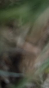 News from " THE SNAKE PIT " Red Bellied Black Snake Pseudechis porphyriacus "Hey mate you can't park there !!! This fellow was playing in the Kids Sand pit at a Wallacia Property and decided the toy truck was a good option. We removed it due to a kids party tomorrow. As usual call the best in the Business Australian Snake Catchers to dea with this sort of thingl | Australian Snake Catchers