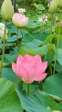 【2026開花情報】ハスの花が咲き始めました★見頃は8月中旬まで★午前中に見に来てネ！日立市あかばね緑地