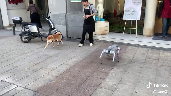 Robot Dog: From Toy to Funeral
