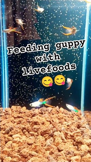 Feeding guppy with live foods 😋