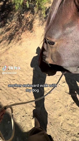 Side Eye Behavior in Pets: Understanding Your Dog