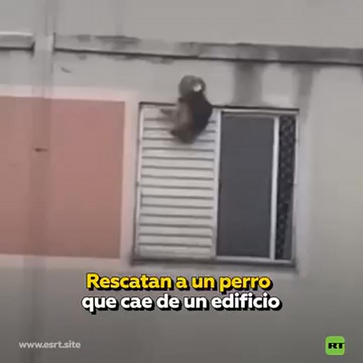 3.1K views · 58 reactions | Mujer rescata a un perro colgado de una...