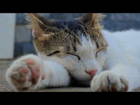 Relaxing Cat Video 353