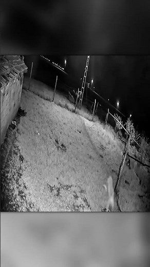 Predator Fail — Coyote Stuck With the Goose!