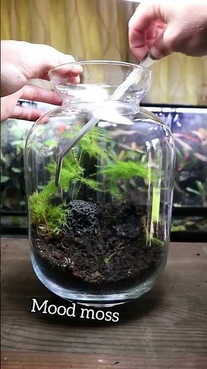 How To Make a Self Sustaining Terrarium!