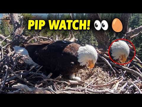 PIP WATCH is Close! 🥚 Jackie & Shadow Daily Update & Fish Delivery