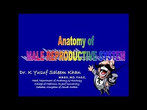 Anatomy Lecture of the TESTIS || Male Reproductive System || Dr. Yusuf ||