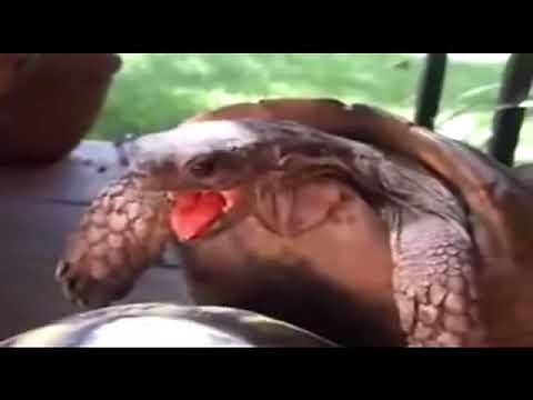 2 hours of a moaning turtle
