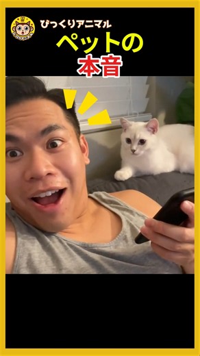動物翻訳アプリを使ったら ペットの反応が可愛すぎた #動物翻訳アプリ #ペットの本音 #shorts