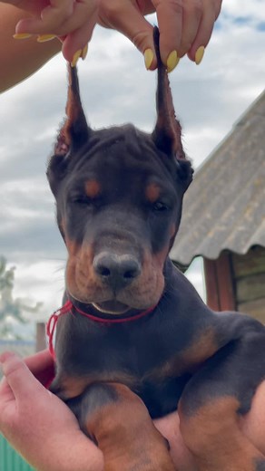 Екатерина Абрамович (@handler.kate)’s videos with BOOM - Tiesto