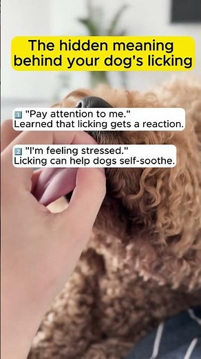5 Reasons Your Dog Keeps Licking You