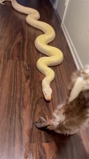 My Giant Snake Banana Pudding Vs A Huge Bunny Rabbit! 🐇🐍 #rabbit #snake #reptile