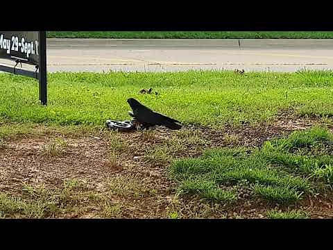 Crow VS Snake #crowVSsnake