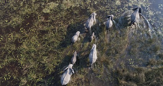 During our Ultimate Africa: Botswana, Zambia & Zimbabwe Safari adventure, you’ll visit the Okavango Delta—where marshlands and waterways are teeming with wildlife. Start planning your adventure today at www.oattravel.com/bot | Overseas Adventure Travel
