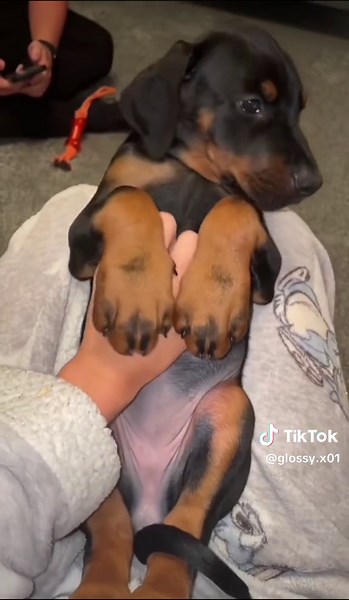 Dobermans: Powerful Guard Dogs and Loyal Companions