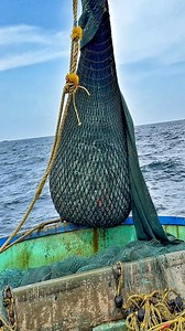79K views · 991 reactions | Trawler Hits the Jackpot!  #indianoceanfisherman #iof #oceanlife #reels #fishing #deepseafishing | இந்திய பெருங்கடல் மீனவன் Indian Ocean Fisherman | Facebook