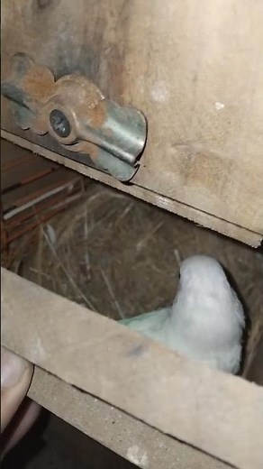 female laying eggs ###female laying eggs ###