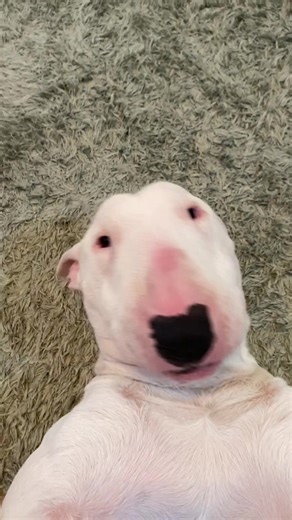 Gheorghiță și Distracția de Crăciun la Moldova