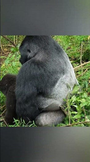 Rare Video of Gorillas Mating in Forest