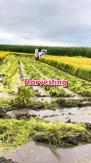 Rice Harvesting in China - Farm Life Experience