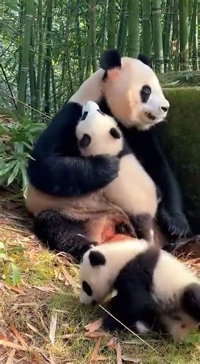 Panda cubs playing with mama