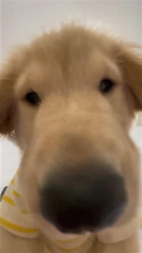 ASMR Puppy Eating 🐶🥰 | Cute Dog Close-Up