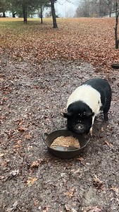 11K views · 2.2K reactions | How We Feel About Thanksgiving Dinner! #kcfarms #farm #farmlife #happy #fyp #cute #food | KC Farms | Facebook