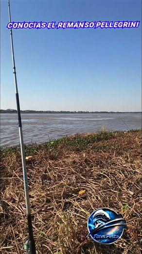 REMANSO PELLEGRINI 😍🎣🎣 #pesca #viral #pescaesportiva #paraná #tendencia #fyp #parati #pescador