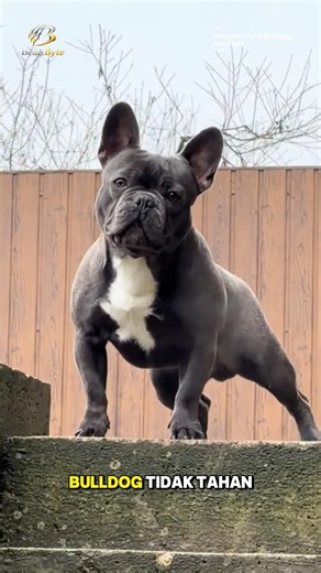 Jangan Tertipu! Bulldog Ini Super Setia dan Menggemaskan 😱😱 #faktaunik #ajing