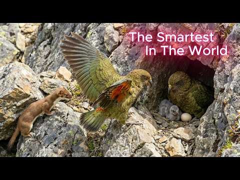 [4K] Kea Parrot [Smartest In The World] 165 Days From Egg to Survivor | New Zealand Wildlife Story