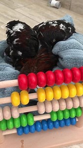 No common core math here.. Bessie is learning how to count the old fashioned way! 😂 If it’s not broke don’t fix it -❤️ Funky Chicken | Funky Chicken