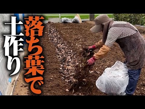 【これで美味しい野菜が作れます】山から落ち葉を拾ってきて畑に入れました。【土作り】