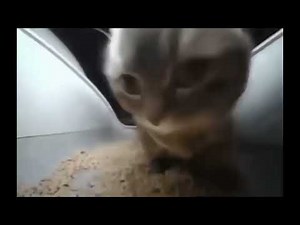 Кот двигает головой под - Caramelldansen