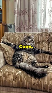 5 Main Coon Cat Facts for Feline Lovers #cat #catfacts #maincoon | Catsky Designs