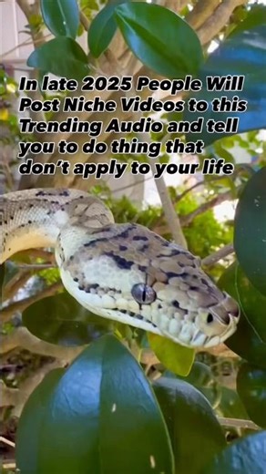 Hypo Coastal Carpet Python