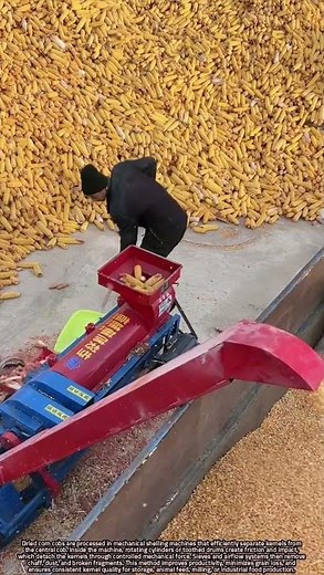 Mechanical Separation of Dried Corn Kernels by Machine