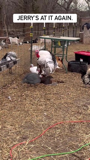 Our Turkey Jerry’s At It Again. He Likes To Attack Everyone. #animal #turkey #attack #family | Eddy Family Farm