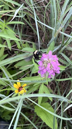 4.2K views · 108 reactions | Come out while the flowers are still blooming and see the pollinators hard at work! Park map: https://tnstateparks.com/assets/pdf/additional-content/park-maps/Henry_Horton_web.png | Henry Horton State Park | Facebook