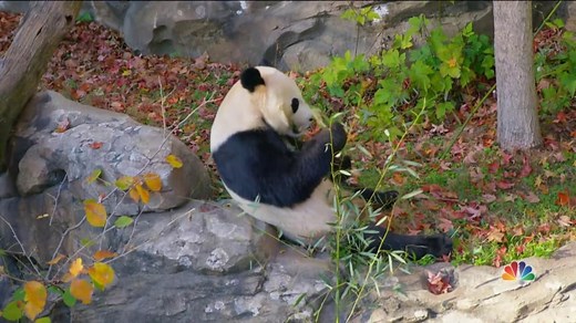 National Zoo says ‘Bye Bye Bei Bei’ as panda leaves for China