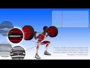 Neuroanatomy: musculotendinous and joint proprioception