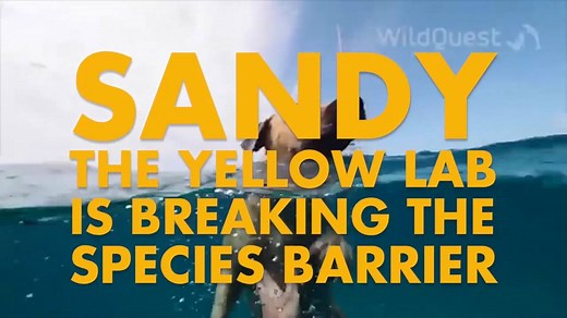 This dog saw some dolphins swimming and wanted to join in on the fun! | The Weather Channel