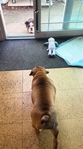 Mastering the Stealth Approach with Bulldogs