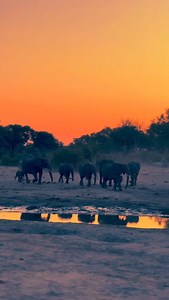 19 reactions | Sunset with Elephants!!! Can you imagine being there?...