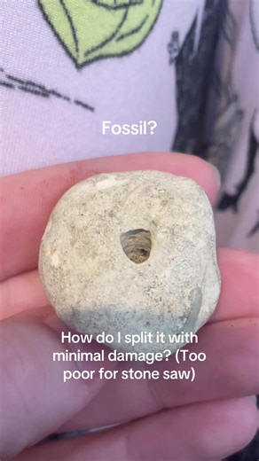 Identifying Fossils: A Paleontologist's Guide