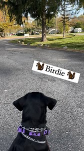 Birdie is flying through her second week of training working hard towards her come when called command and introduction to off leash control. #happytailsrule | Happy Tails Learning Center for Dogs