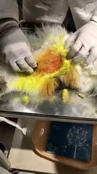 #vet #cat #kitten #abscess #abdominalabscess #petclinic