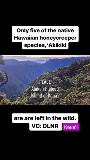 13 reactions | Only five of the native Hawaiian honeycreeper species,...