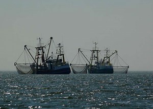 Fisheries Management is Actually Working, Global Analysis Shows