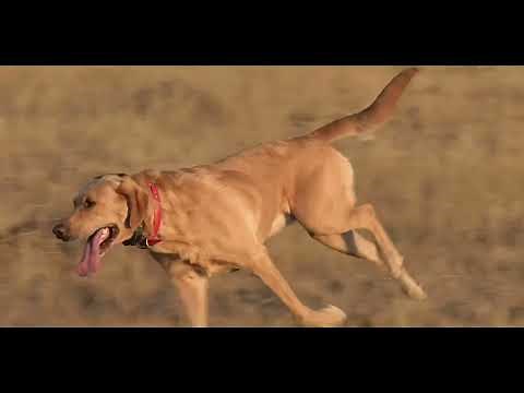 Hunting Dogs: Tips for Training and Working with Your Bird Dog